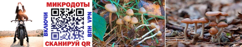 Псилоцибиновые грибы Psilocybine cubensis  Купить закладки  Среднеуральск 