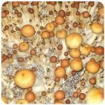 Псилоцибиновые (галлюциногенные)  грибы Psilocybin "Golden Teacher" в Среднеуральске