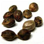 Семена марихуаны АК-47  (Seeds AK-47) в Среднеуральске
